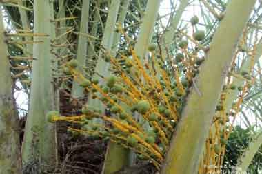 Kurma Aceh (Korma Kambing)